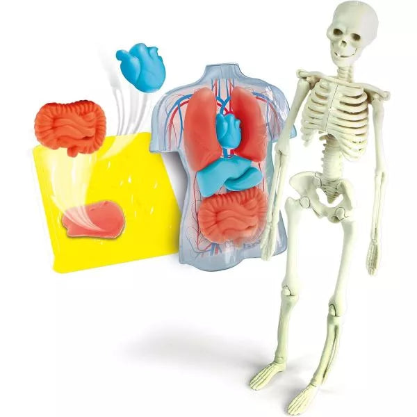 Scienza & Gioco - Anatomia Scheletro e Organi
